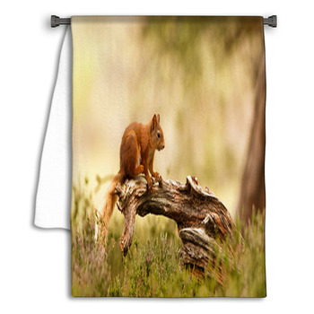 Scottish Red Squirrel Towel