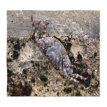 Sea crab closeup Caribbean Sea Custom Size Floor Mat