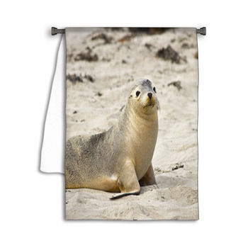 Sea Lion Resting On A Beach Towel