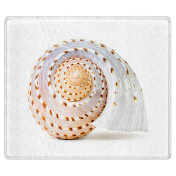 Sea Shell Area Rug