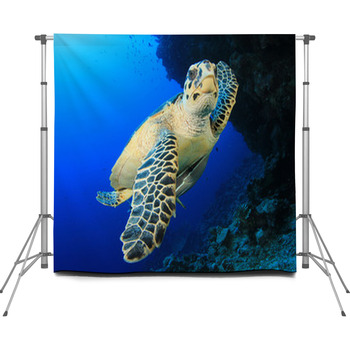 Sea Turtle Custom Size Backdrop