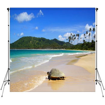 Sea Turtle On Beach. El Nido, Custom Size Backdrop