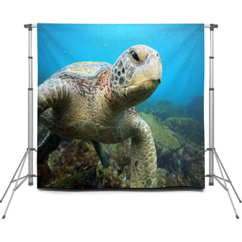 Sea Turtle Relaxing Underwater In Custom Size Backdrop