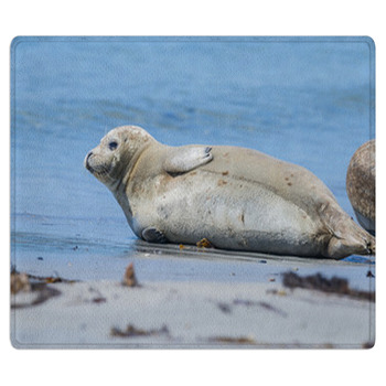 Seal On A Beach - Helgoland, Germany Bath Mat