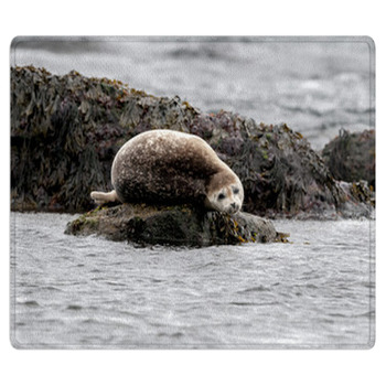 Seal Relaxing On A Rock In  Iceland Bath Mat