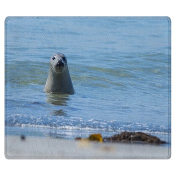 Seal Rugs