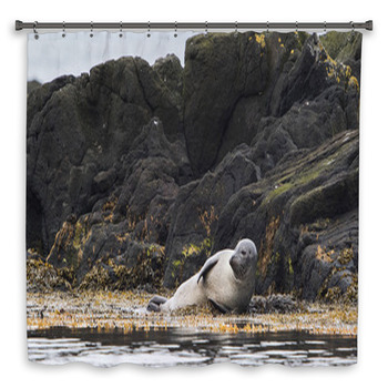 Seal, Vatnsnes, Iceland Custom Size Shower Curtain
