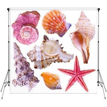 Seashell Backdrops