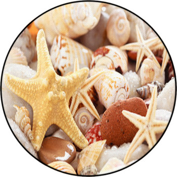 Seashells Background. Round Rug