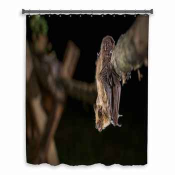 Serotine Bat Custom Size Shower Curtain