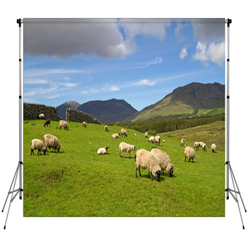 Sheep And Rams In Connemara Custom Size Backdrop