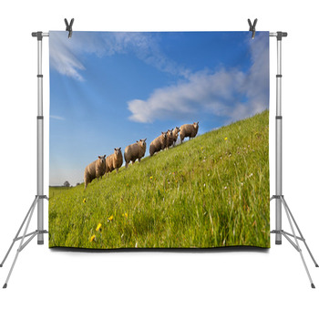 Sheep Herd On Green Summer Pasture Fleece Backdrop