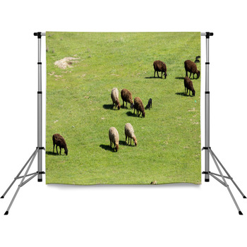 Sheep In Nature Pole Pocket Backdrop