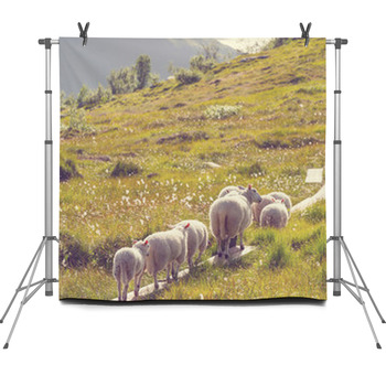 Sheep In Norway Fleece Backdrop