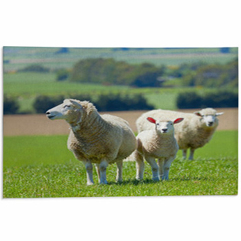 Sheep Area Rugs & Floor Mats