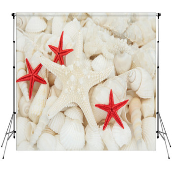 Shell Beauty Fleece Backdrop