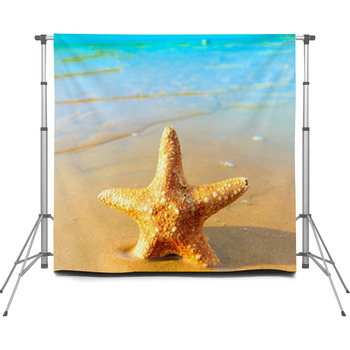 Shell Fish Sea Custom Size Backdrop