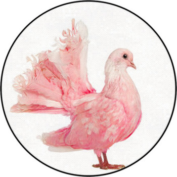Side View Of A Pink Dove Against White Round Rug