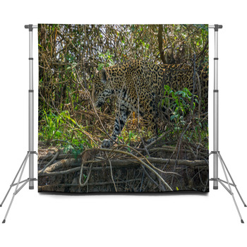 Side View Of Jaguar In Pantanal Custom Size Backdrop