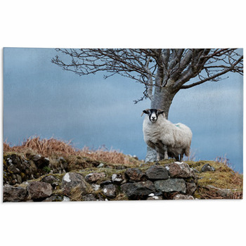 Sheep Area Rugs & Floor Mats