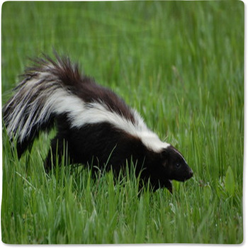Skunk Baby Blanket