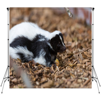Skunk Custom Size Backdrop