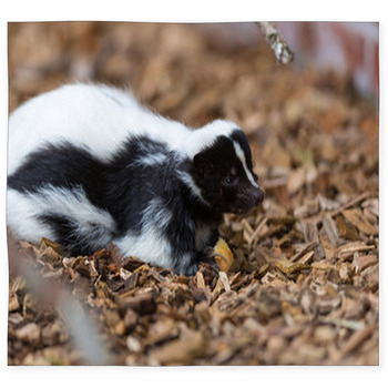 Skunk Custom Size Floor Mat