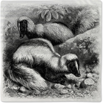 Skunk - Mouffette - Skunks Baby Blanket
