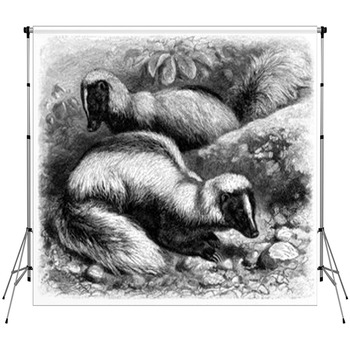 Skunk - Mouffette - Skunks Fleece Backdrop