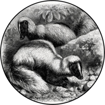 Skunk - Mouffette - Skunks Round Rug