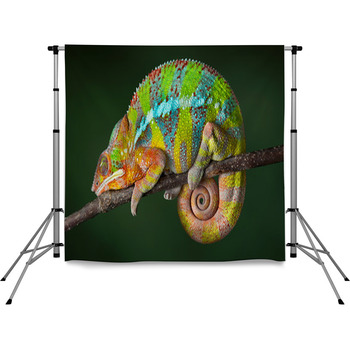 Sleeping Chameleon Pole Pocket Backdrop