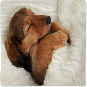Sleeping Dachshund Puppy Baby Blanket