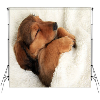 Sleeping Dachshund Puppy Fleece Backdrop