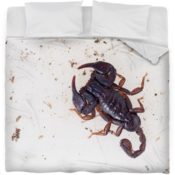 Small Black Brown European Scorpion,  Fleece Bed Blanket