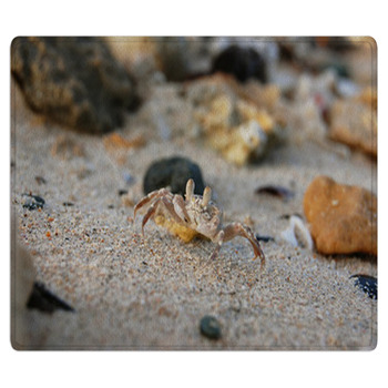 Small crab on the sand on his hind legs Area Rug