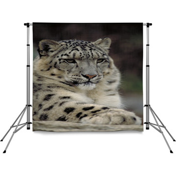 Snow Leopard Pole Pocket Backdrop