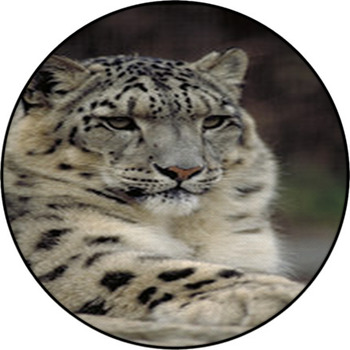 Snow Leopard Round Rug