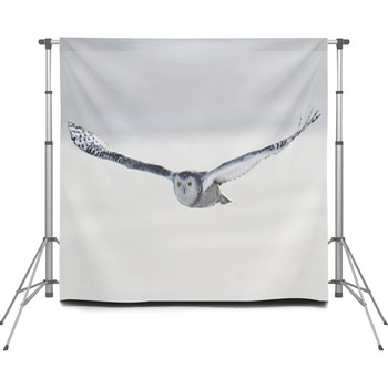 Snowy Owl (Bubo Scandiacus) Custom Size Backdrop