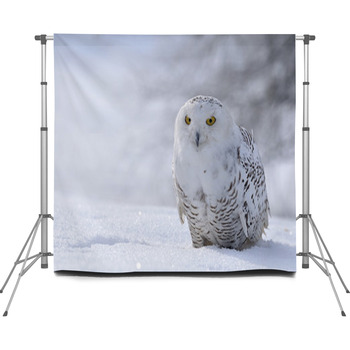 Snowy Owl Sitting On The Snow Custom Size Backdrop