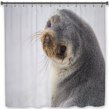 South American Fur Seal (Arctocephalus Shower Curtain