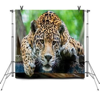 South American Jaguar Fleece Backdrop