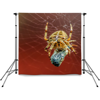 Spider Eating Pole Pocket Backdrop