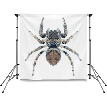Spider Evarcha Arcuata Pole Pocket Backdrop