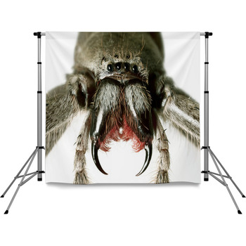 Spider Huntsman Holconia Immanis Pole Pocket Backdrop