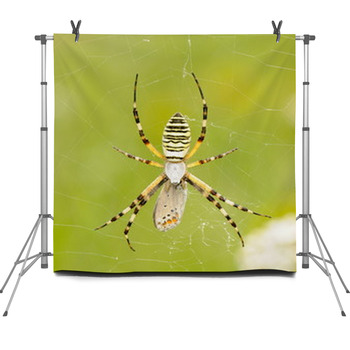Spider Outdoor Fleece Backdrop