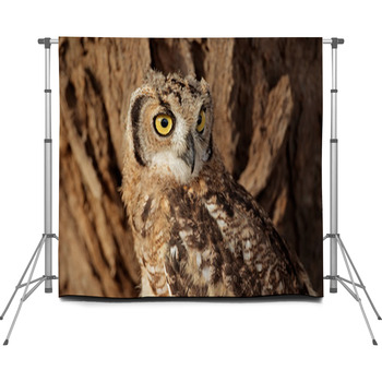 Spotted Eagle-owl Portrait, Custom Size Backdrop
