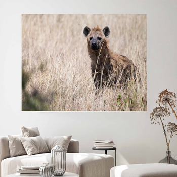 Hyena Wall Decor in Canvas, Murals, Tapestries, Posters & More