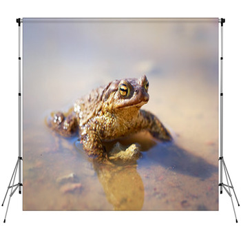 Spring Brown Frog Custom Size Backdrop
