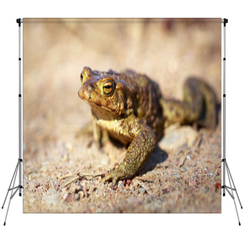 Spring Brown Frog Fleece Backdrop