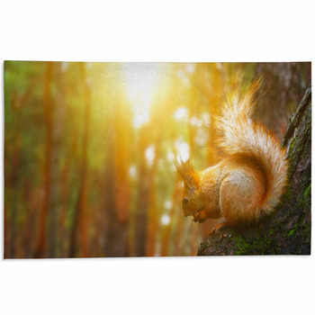 Squirrel Area Rug